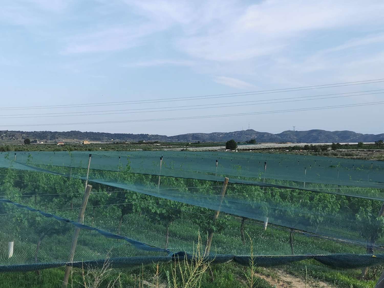 TERRENO CULTIVADO CON VIÑEDOS ECOLOGICOS