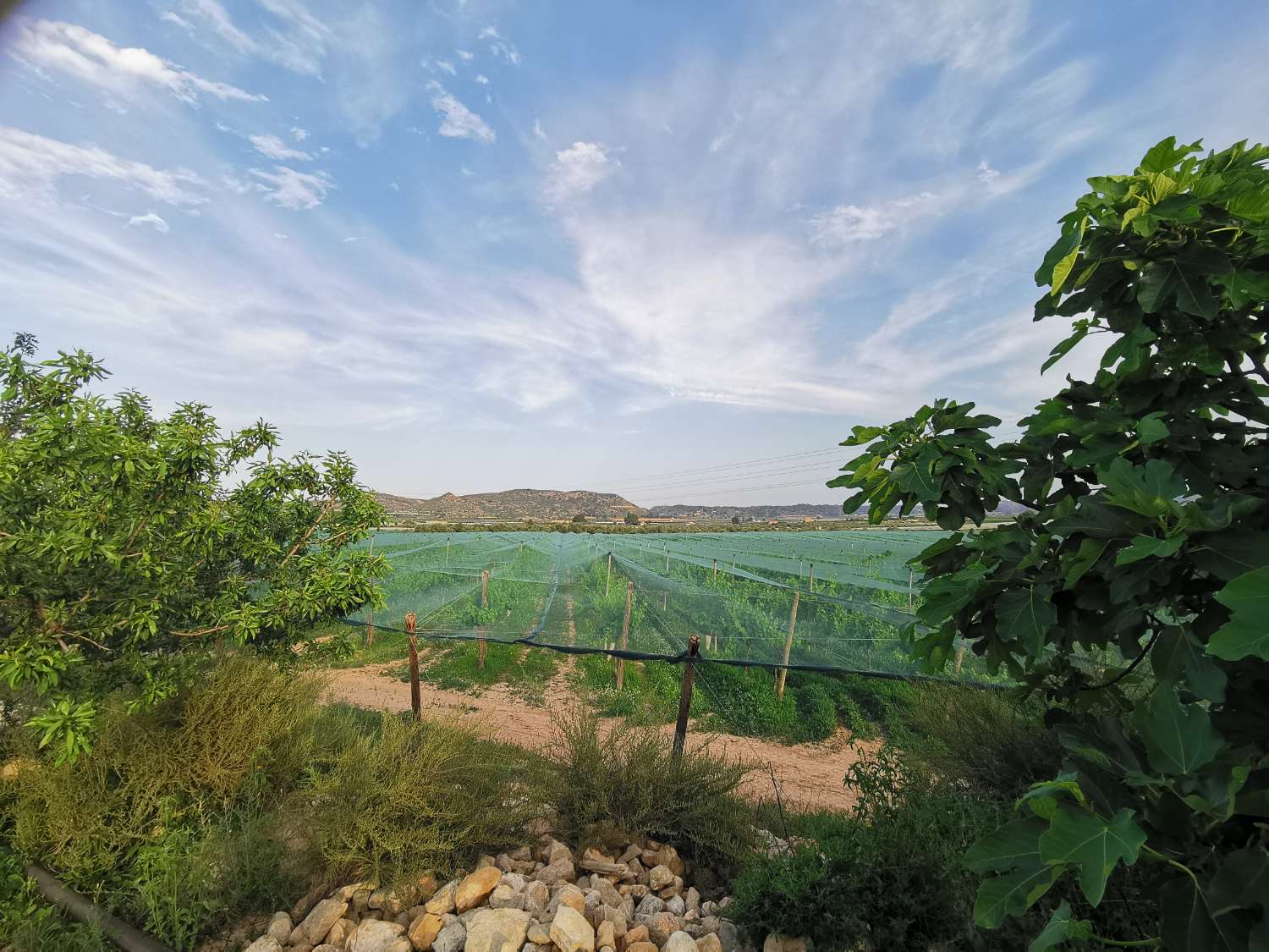 TERRENO CULTIVADO CON VIÑEDOS ECOLOGICOS