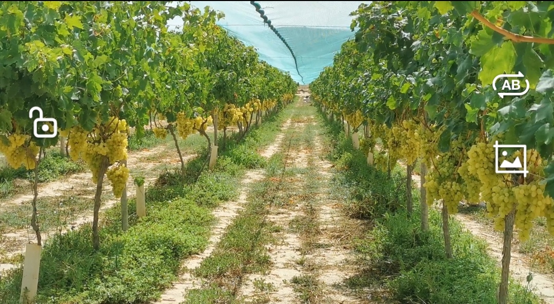 TERRENO CON LUZ Y AGUA Y VIÑEDOS ECOLOGICOS